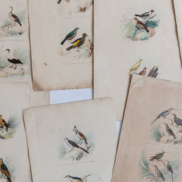 antique french hand coloured ornithological engravings