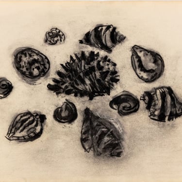 Manfred Schwartz Still Life of Seashells Charcoal