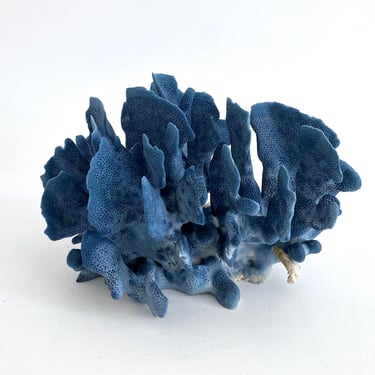 Natural Blue Coral Specimen 