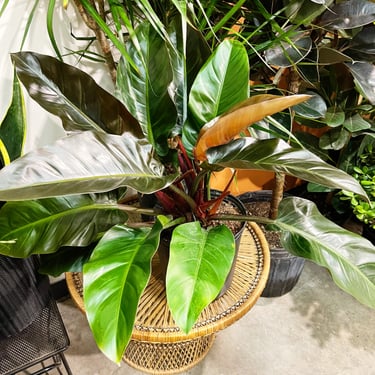 Philodendron Red Congo