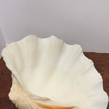 Authentic Scalloped Clamshell 