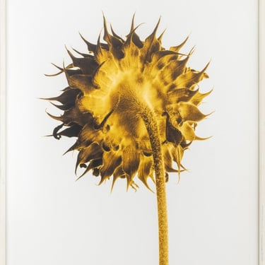 John Hall "Sunflower Study, Ochre" Digital Print