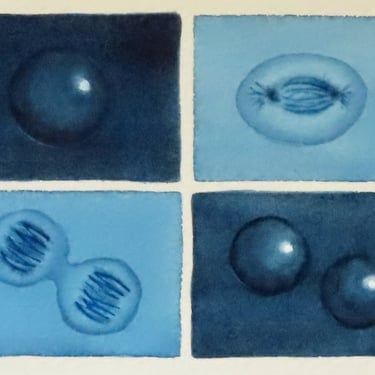 Deep Blue Mini Mitosis  - original watercolor painting - cell cycle 