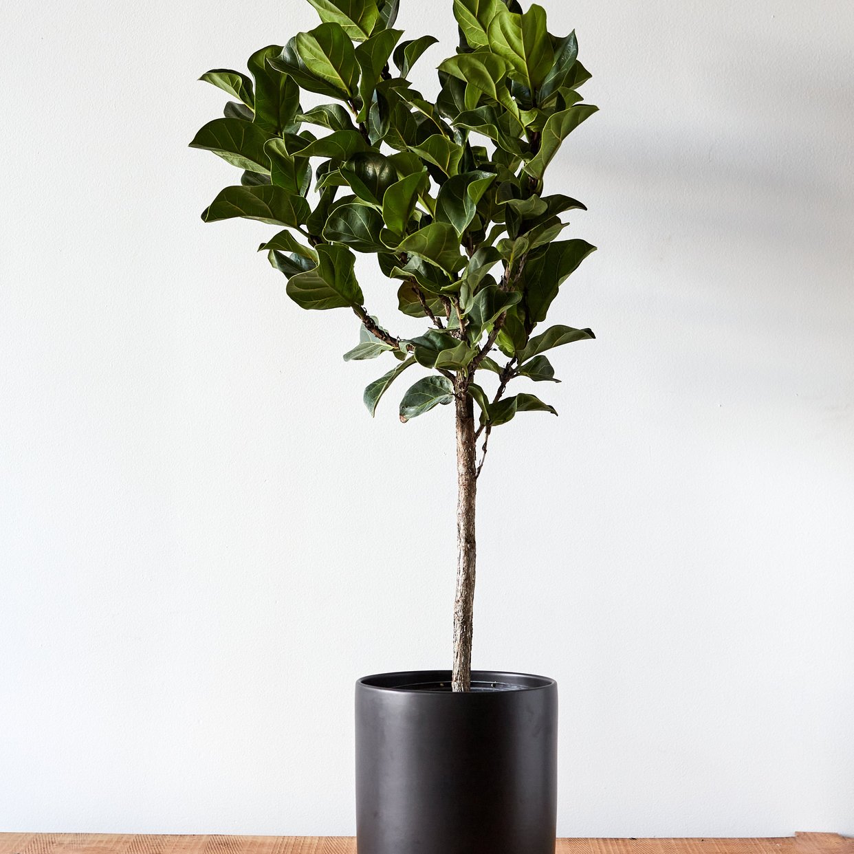 Ficus lyrata 'Little Fiddle' Tree, Fiddle Leaf Fig | Glasswing Shop ...