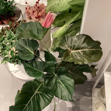 Philodendron Summer Glory