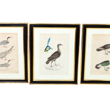 Set of Three Benjamin Waterhouse Bird Prints Framed