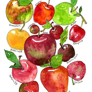 Variety of Apples Watercolor Art Print