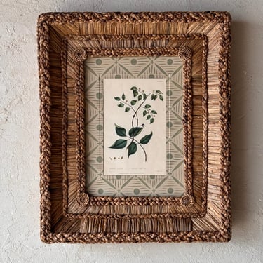Gusto Woven Frame with Phillip Miller Engraving of American Nettle Tree circa 1807