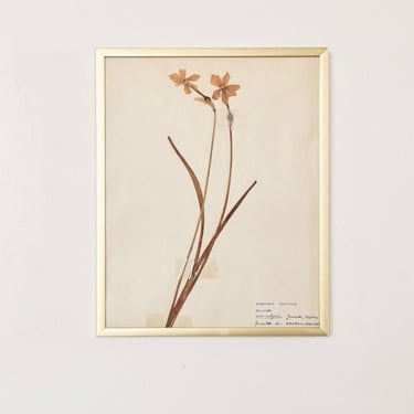vintage French framed botanical, “narcissus poeticus”