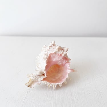 Vintage Sea Shell for Decor / Spiny Conch Shell / Seashell Sea Shell Nautical Ocean / Curio Curiosity Oddity Oddities / Taxidermy Specimen 