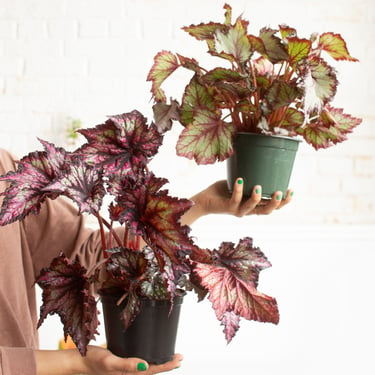 Assorted Begonia Rex Plant