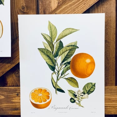 Orange French Print | Vintage French Botanical Print | French Artwork | Kitchen Art | Dining Room Art | French Kitchen 