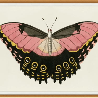 Pink and Gold Butterfly 1 43.25"w x 33.25"h