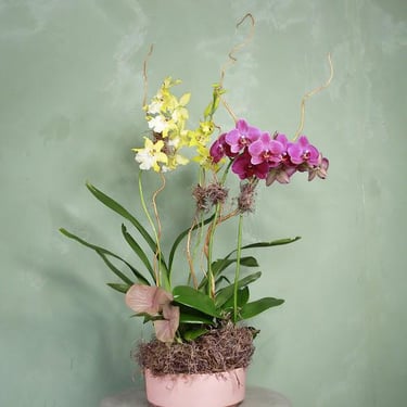 Full-Bodied Orchid Arrangement
