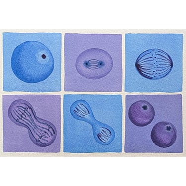 Purple and Blue Mitosis  - original matted watercolor painting - cell cycle 