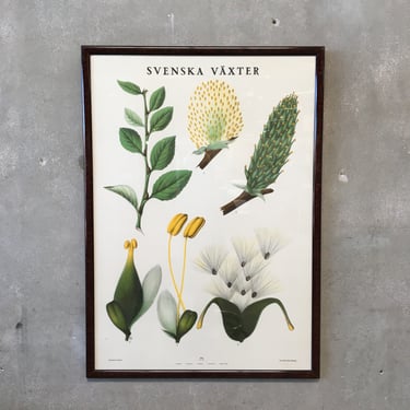 Framed Botanical #2