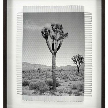 Framed Art - KARMA TREE 6