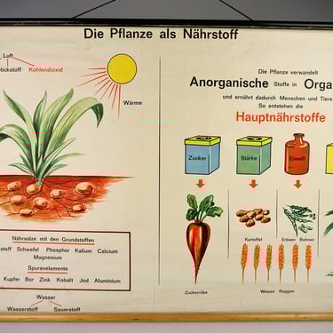 Big School Poster, German Educational Scroll Poster, Vintage Botanical Pull Down, School Botanical Chart, School Botanical Wall Poster, 