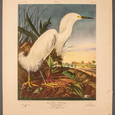 After James Audubon "Snowy Heron" Print