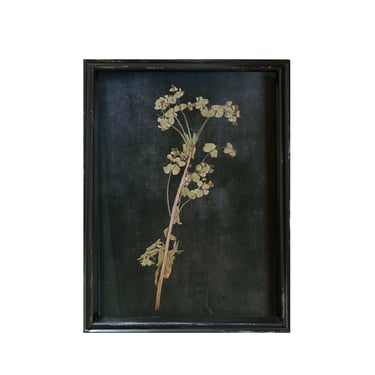 Framed Pressed Botanical Print, No. 1