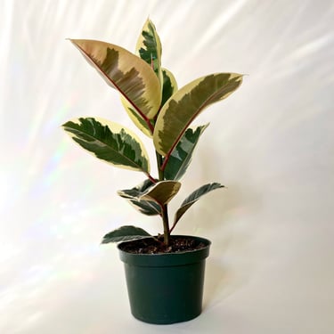 Ficus Tineke | live houseplant | White Gold ficus 