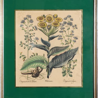 Unknown Artist, Origanum, Hand-Colored Lithograph 