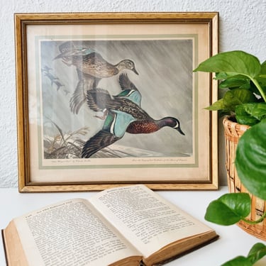 Framed Vintage Duck Print