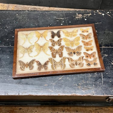 1930s Vintage Pressed Butterfly Moth Collection Entomology Antique Bug Collection Rare Species Taxidermy Oddity Victorian 