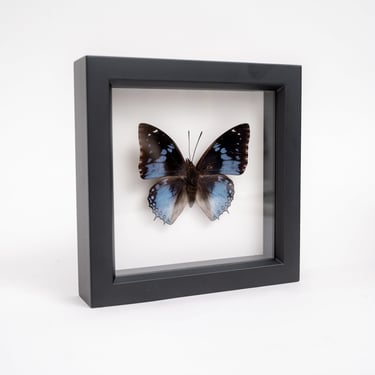 Black Framed Western Blue Charaxes Butterfly