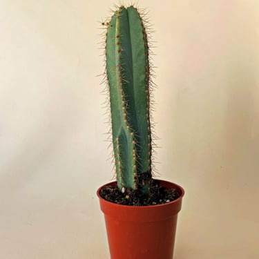 Cactus | Prickly Cactus | Pilosocereus Pachycladus 