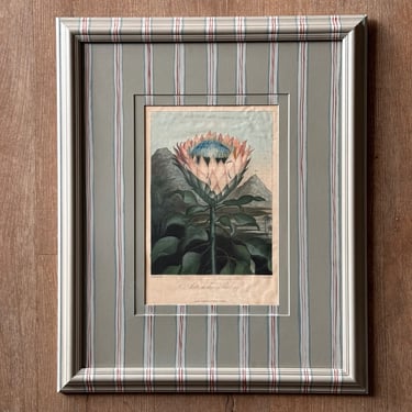 19th C. Diminutive Engraving of Dr. Robert Thornton Hand-Colored Floral Botanicals of Two Artichoke Protea II in Gusto Painted Frame