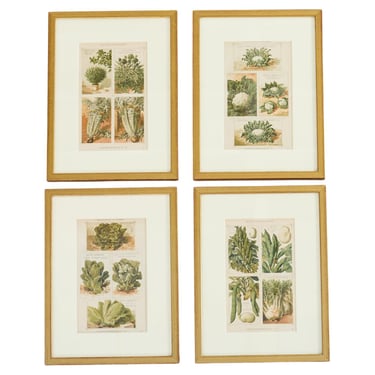 Set of Four Vilmorin-Andrieux Framed Prints