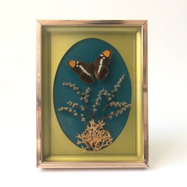 Vintage Framed Taxidermy Butterfly Arrangement 