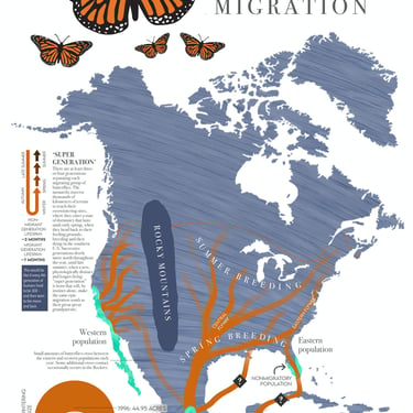 Great Monarch Migration map 18x24 science art poster 