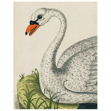 Swan (p 101) Book Page 11 x 14" Rect. Tray