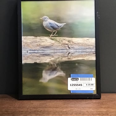 Photo of an American Dipper (Seattle)