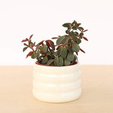 Ceramic Planter / Small White Planter / Cactus Plant Pot / Succulent Plant Pot 