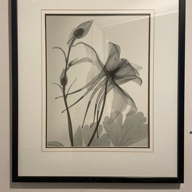 X-Ray Photograph of Flowers by Steven N. Meyers