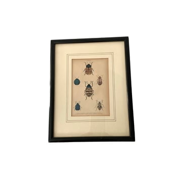 Antique Framed Lithograph of Beetles 