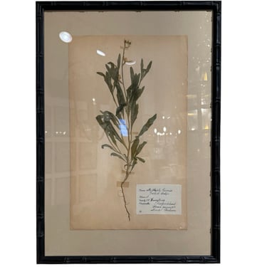 Framed Herbariums (have 15)