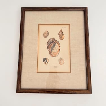 19th Century Framed Shell Engraving 
