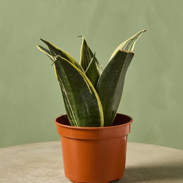 Snake Plant 'Glimmering Star'