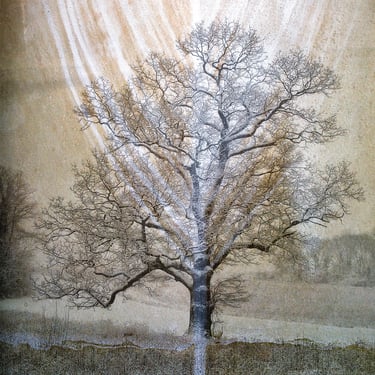 "Winter Oak I" | Scott Farrell