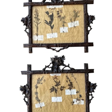 Pair Herbariums in Black Forest Frames