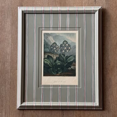 19th C. Diminutive Engraving of Dr. Robert Thornton Hand-Colored Floral Botanicals of Group of Auricula in Gusto Painted Frame