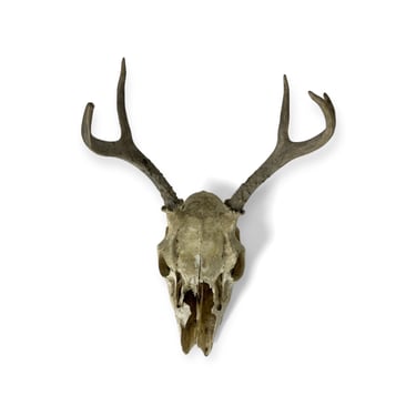 Vintage Deer Skull With Antlers 