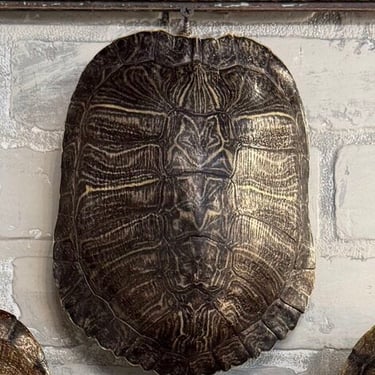 Turtle Shell