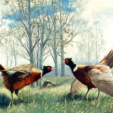 Ring-necked Pheasants by Peter Darro 