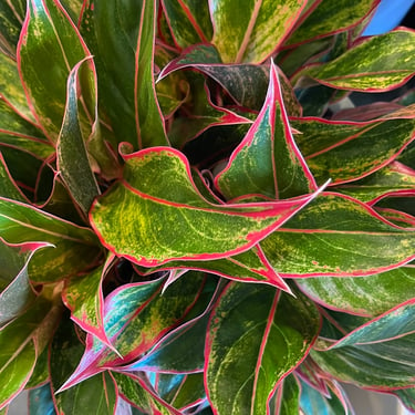 Aglaonema Sapphire Suzanne