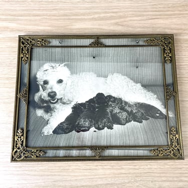 Framed poodle mom with puppies photo - 1960s vintage 